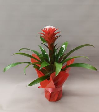 Guzmania red