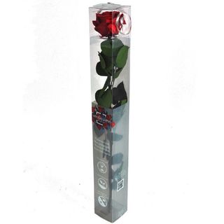 Rosa Preservada Roja