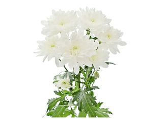 1 Хризантема, Бяла | 1 piece