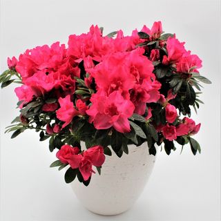 Azalea  grande  