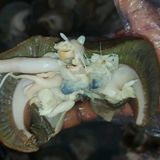 Giant Jumbo Snails -4pcs