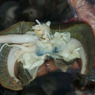 Giant Jumbo Snails -4pcs