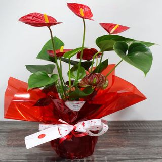 PLANTA ANTHURIUM (Flor Corazón)