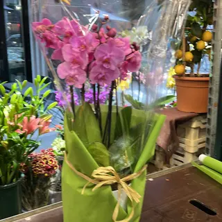 Orchidee extra 