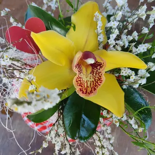Orchidea in ciotola 