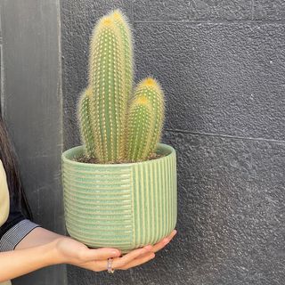 Cactus XLen Pot Vert 