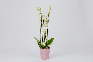 Orchid vase