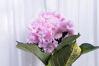 Buchet 3 hortensia (alb/ roz/ bleu/ mixt)