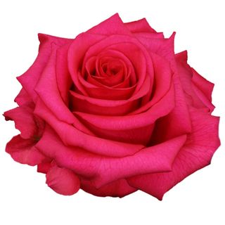 Tallo de rosa fresca fucsia