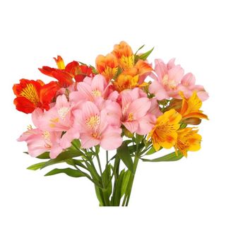 Alstromeria colori assortiti mazzo - 11 pezzi