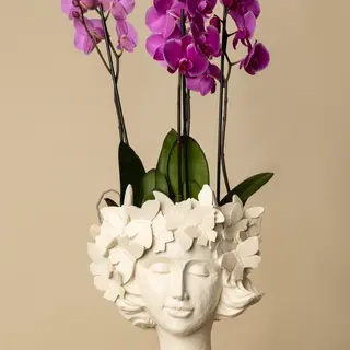 AFRODITA ORCHID