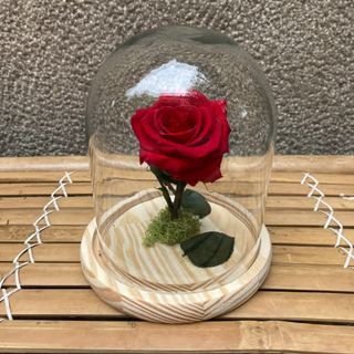 La Rosa de la Bella y la Bestia