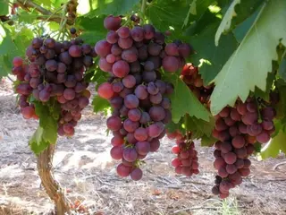 Uva rosè