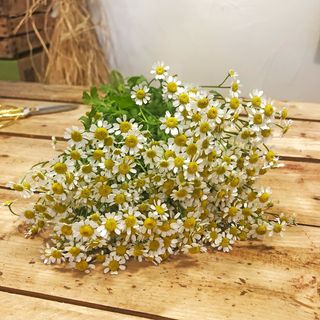 Ramillete de margaritas mini