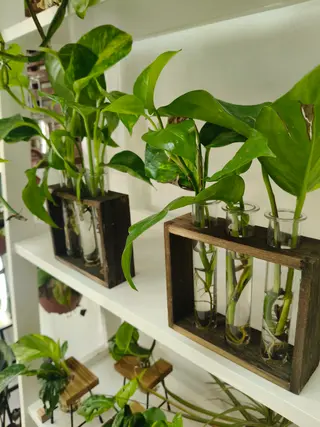 Piante in idroponica con tre fiale