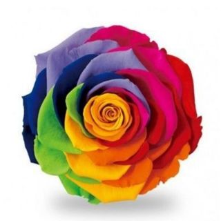 Rosa preservada rainbow