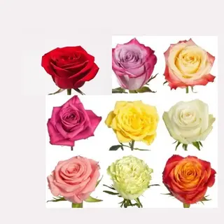 Different color