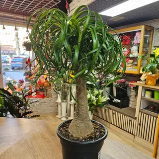 Beucarnea Mangiafumo
