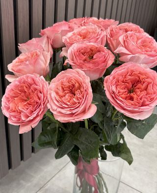 Róża piwoniowa różowa