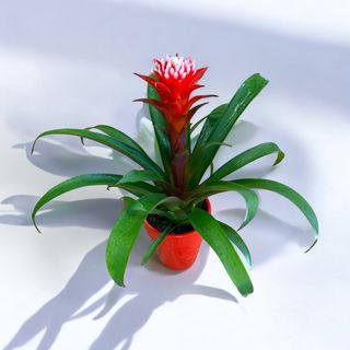 Guzmania