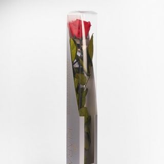 Rosa corta preservada color