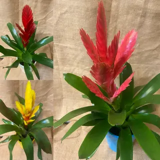 Planta Vriesia