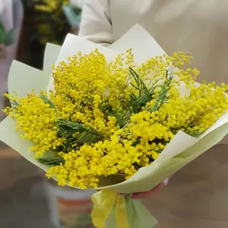 Mimosa 