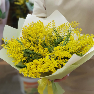 Mimosa 