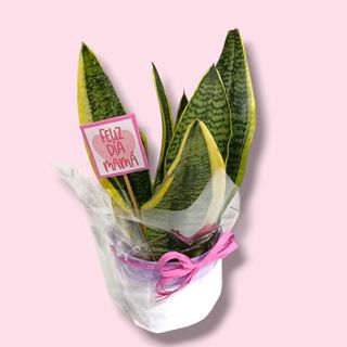 Sansevieria "Mama"
