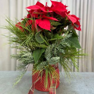 FLOR DE PASCUA CON MACETERO