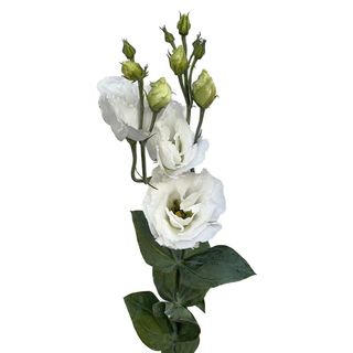 Eustoma biała