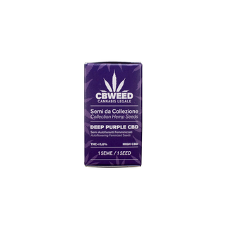 Cbweed Semilla Autofloreciente Cbd Deep Purple N.1