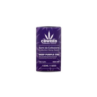 Cbweed Semilla Autofloreciente Cbd Deep Purple N.1