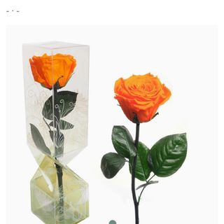 Rosa naranja preservada