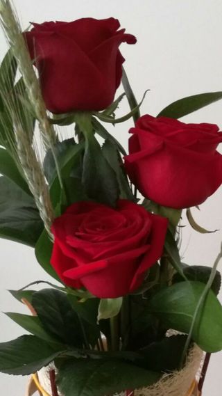 Rosa roja 3 Unidades