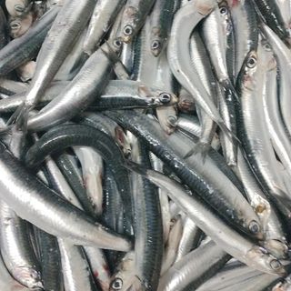 Boquerones fritos de vilanova