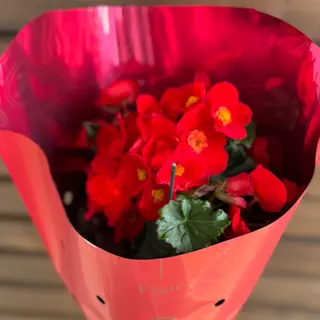 Begonia rosie