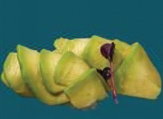 54. Nighiri avocado - 2 pezzi