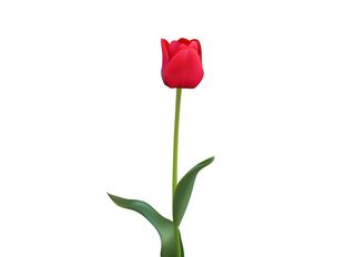 Червено Лале 1 Бр