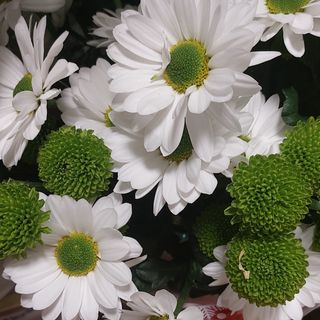 Margherite campo arricchite con bacche verdi