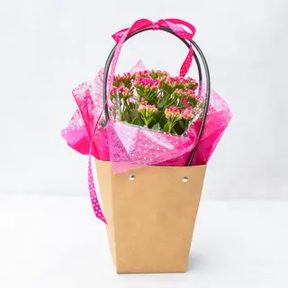 KALANCHOE
