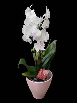 Orhidee cu vas ceramic