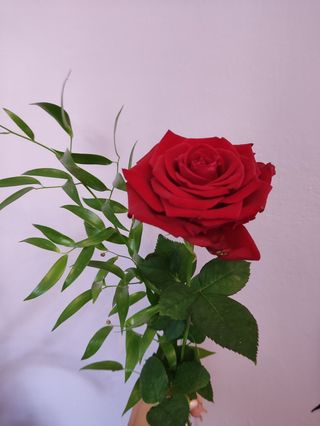 Róża Czerwona 1szt