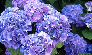 Ortensia vario colore misura  M