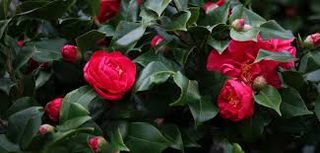 Camelia plant