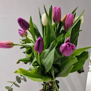 Violeta Encantado