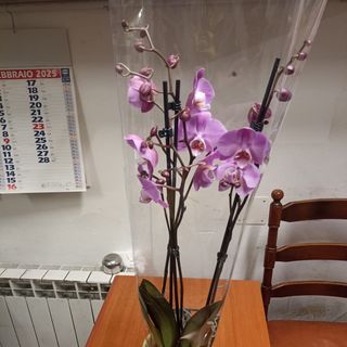 Orchidea fuchsia