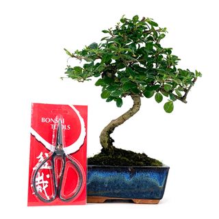 Pack Bonsái Carmona 6 años y Tijera china
