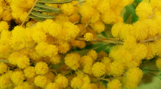 Un bouquet tutto mimosa