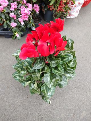 Ciclamino Rosso